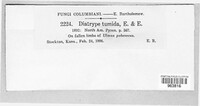 Eutypella tumida image